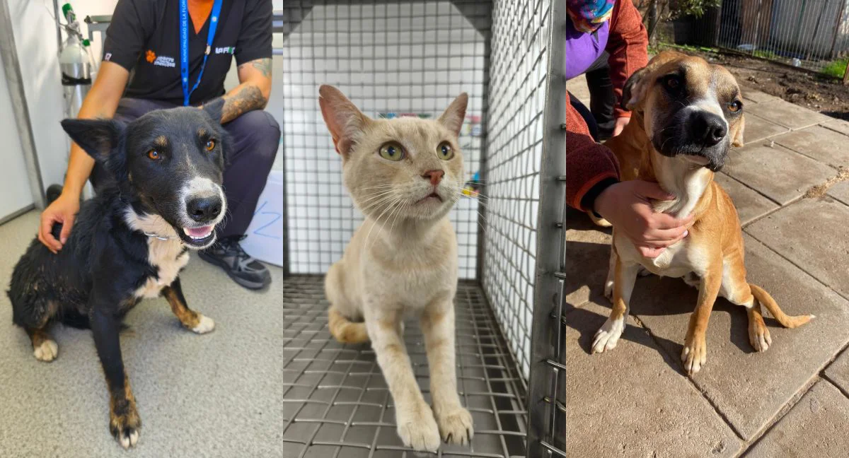 25-144914_qnk0_Diseno-sin-titulo-50